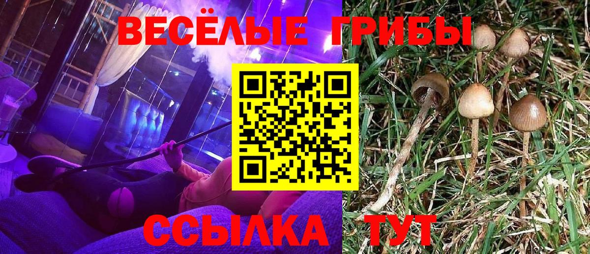 Вольск  Псилоцибиновые грибы Cubensis  Вход с VPN 